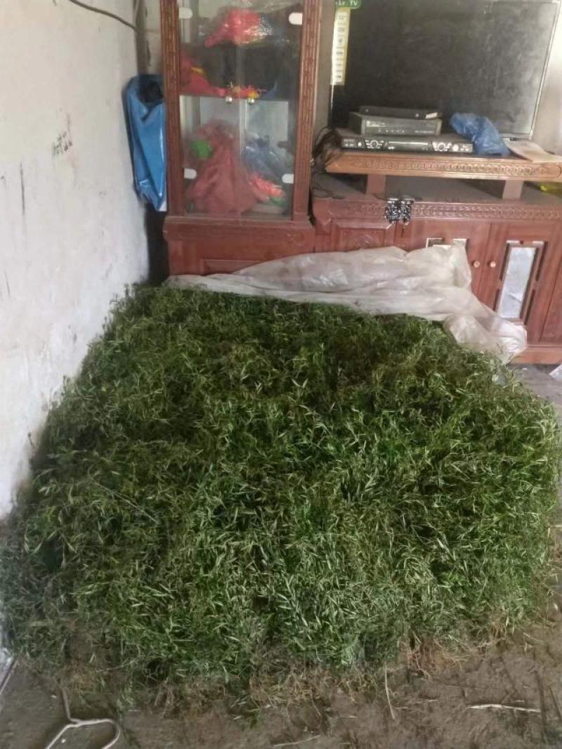 云南乌骨白花蛇舌草