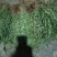 云南乌骨白花蛇舌草