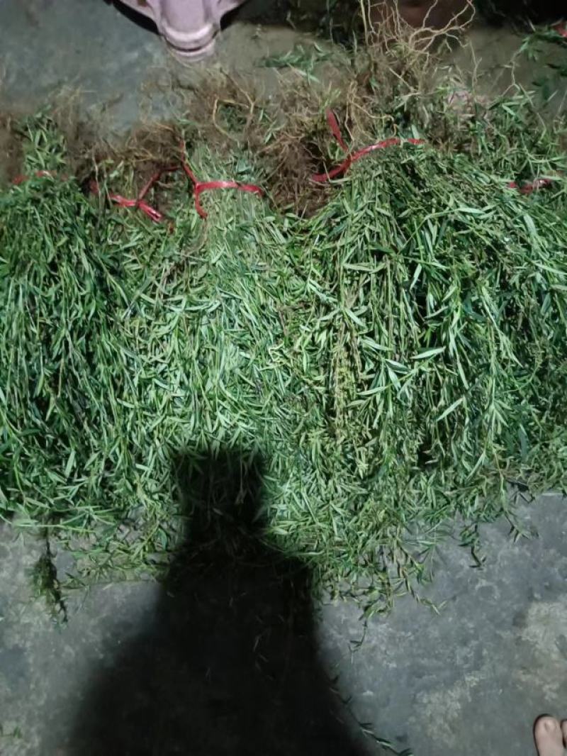 云南乌骨白花蛇舌草
