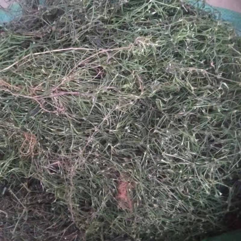 云南乌骨白花蛇舌草