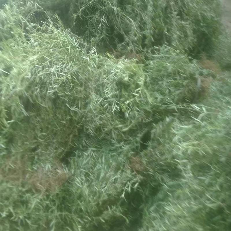 云南乌骨白花蛇舌草