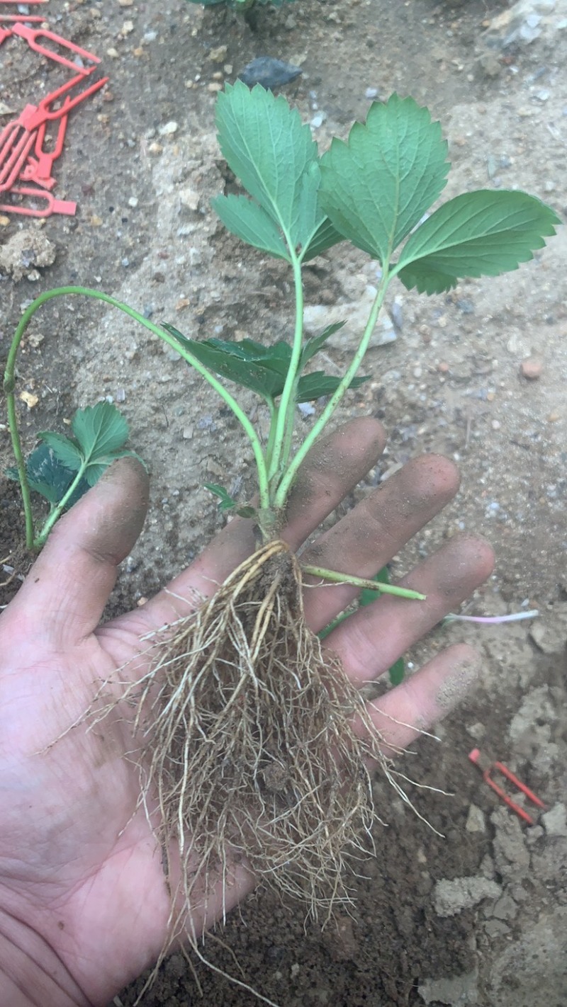 香蕉草莓苗天宝苗