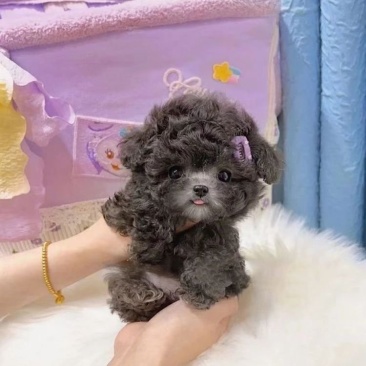泰迪幼犬灰色泰迪棕色幼犬贵宾犬真狗小型犬长不大宠物狗狗幼