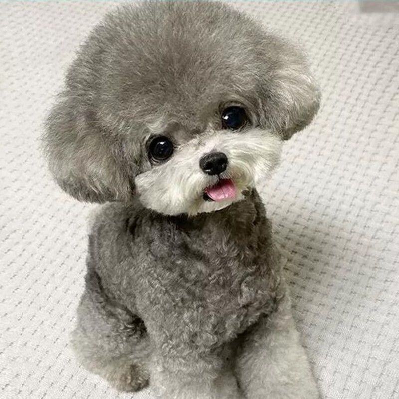泰迪幼犬灰色泰迪棕色幼犬贵宾犬真狗小型犬长不大宠物狗狗幼