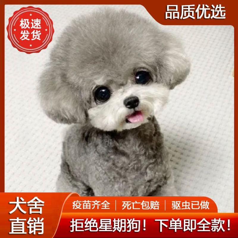 泰迪幼犬灰色泰迪棕色幼犬贵宾犬真狗小型犬长不大宠物狗狗幼