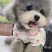 泰迪幼犬灰色泰迪棕色幼犬贵宾犬真狗小型犬长不大宠物狗狗幼