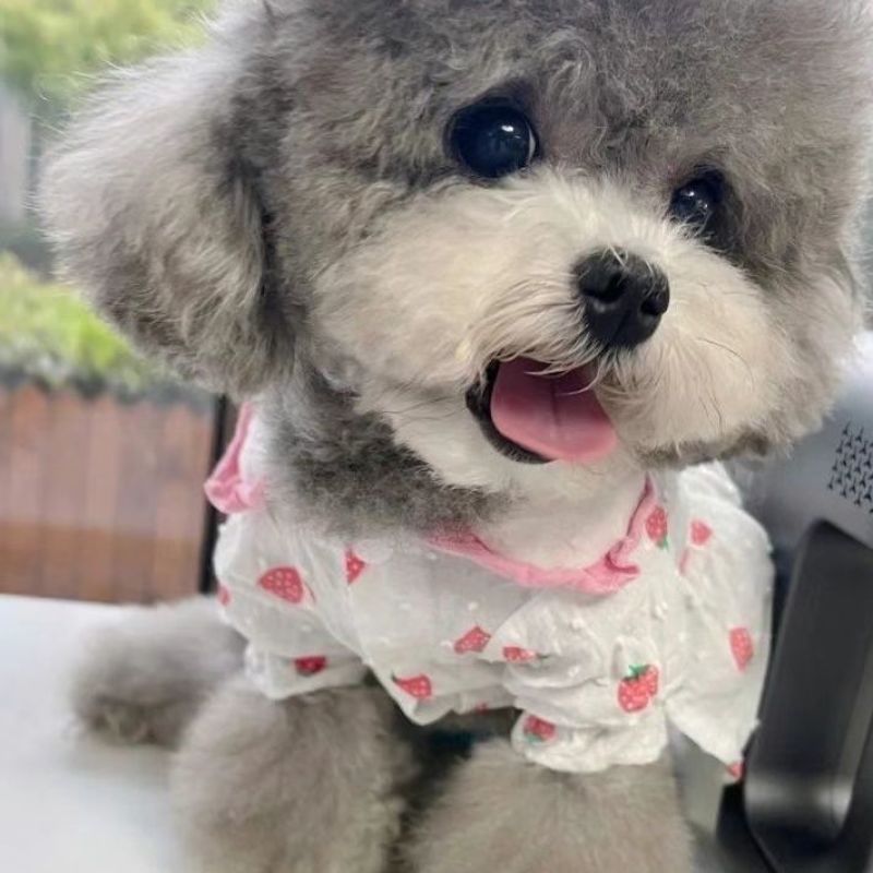 泰迪幼犬灰色泰迪棕色幼犬贵宾犬真狗小型犬长不大宠物狗狗幼
