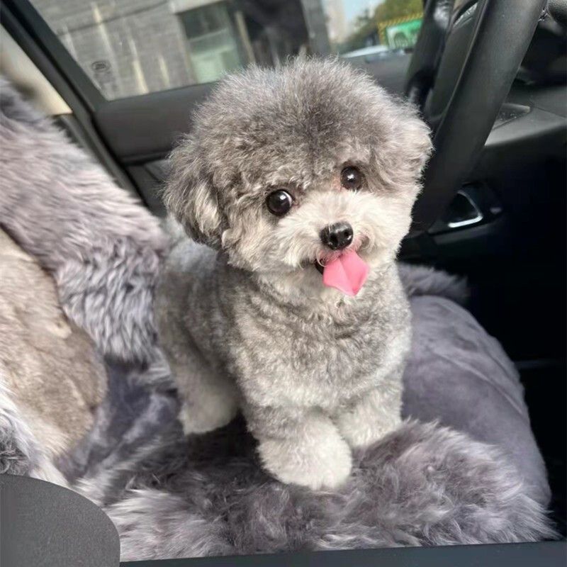 泰迪幼犬灰色泰迪棕色幼犬贵宾犬真狗小型犬长不大宠物狗狗幼