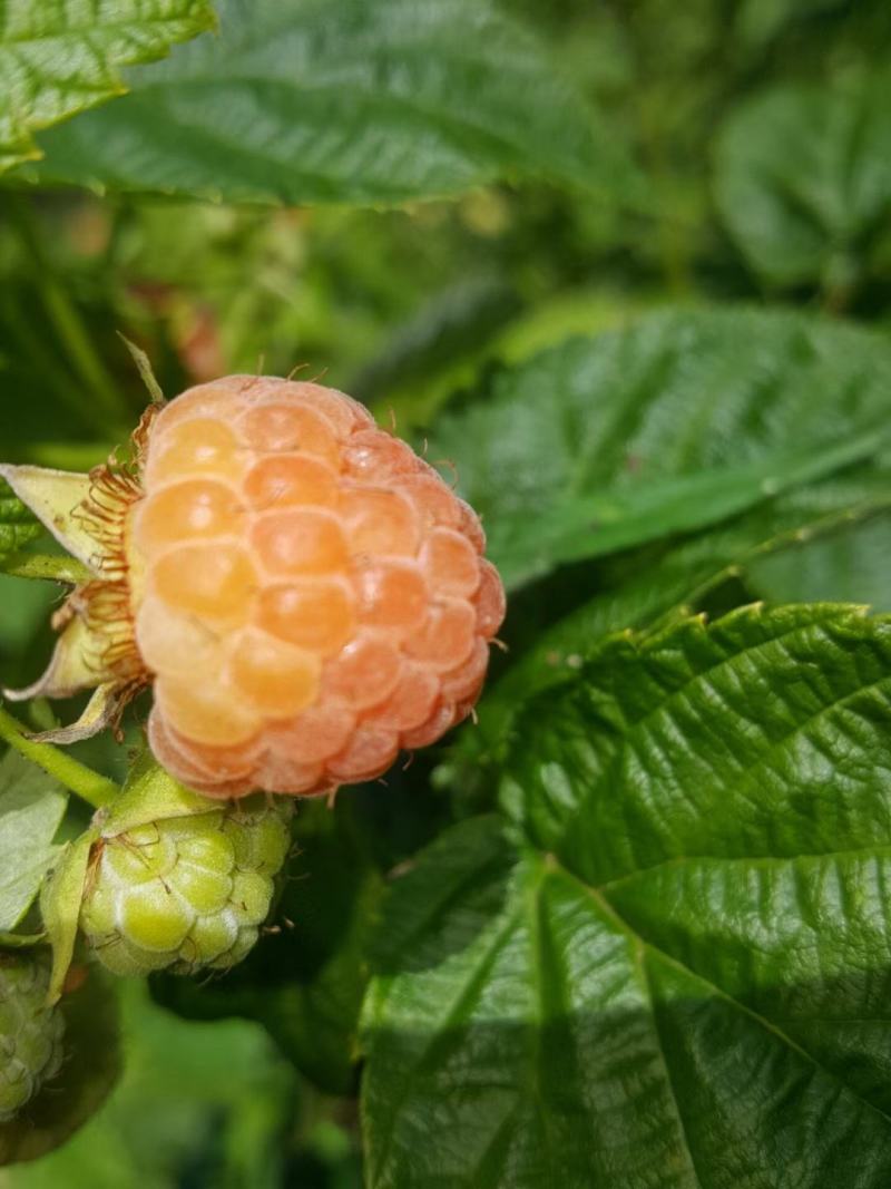 红树莓苗树莓苗品种齐全含糖量优适合大面积种植