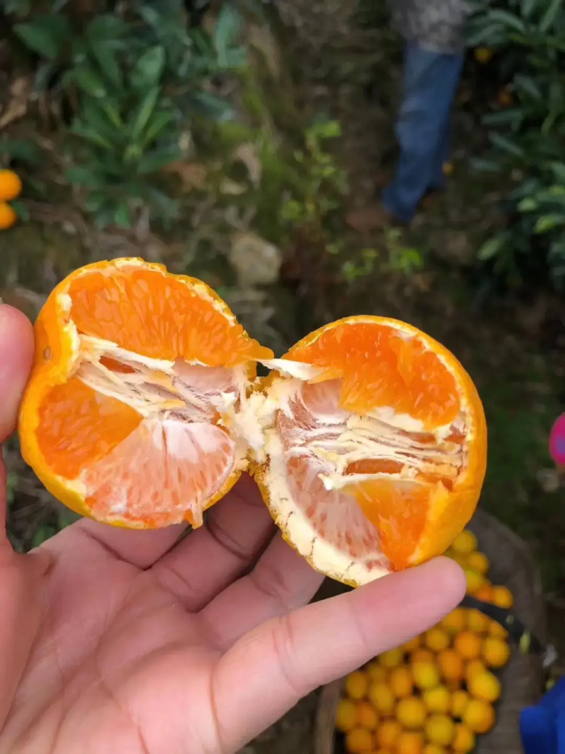 精品蜜橘特早蜜橘大量供应自然成熟皮薄味甜对接商超市场