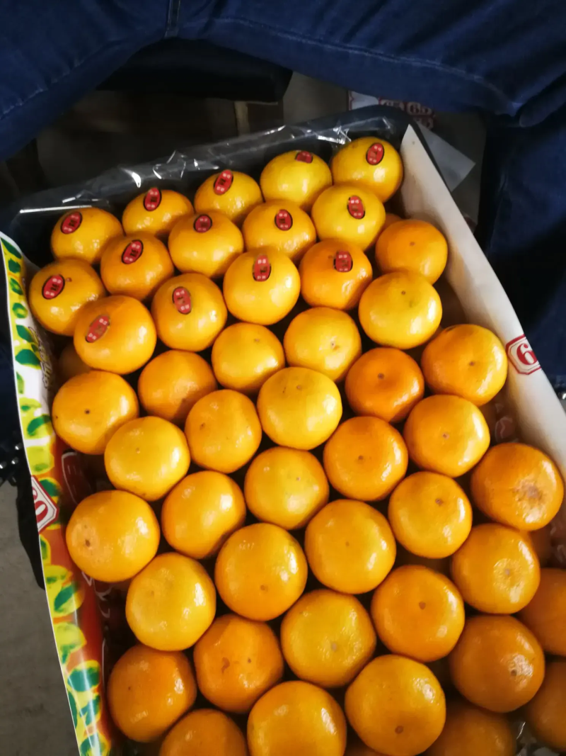精品蜜橘特早蜜橘大量供应自然成熟皮薄味甜对接商超市场