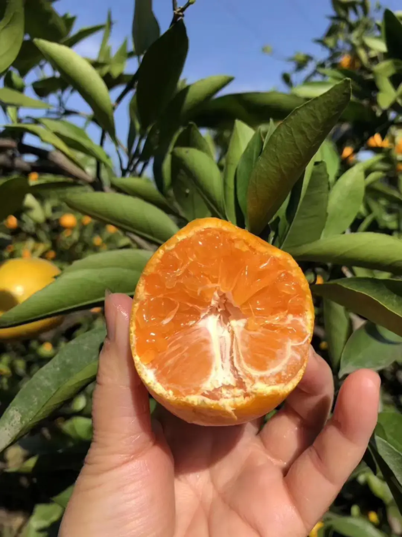 精品蜜橘特早蜜橘大量供应自然成熟皮薄味甜对接商超市场