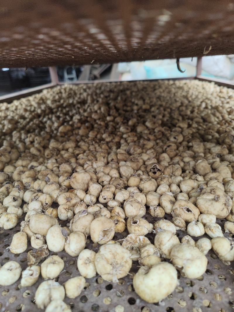 贝母大量供应货源充足量大从优可全国发货欢迎咨询