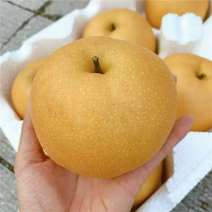 江苏精品丰水梨大量上市个头均匀口感脆甜