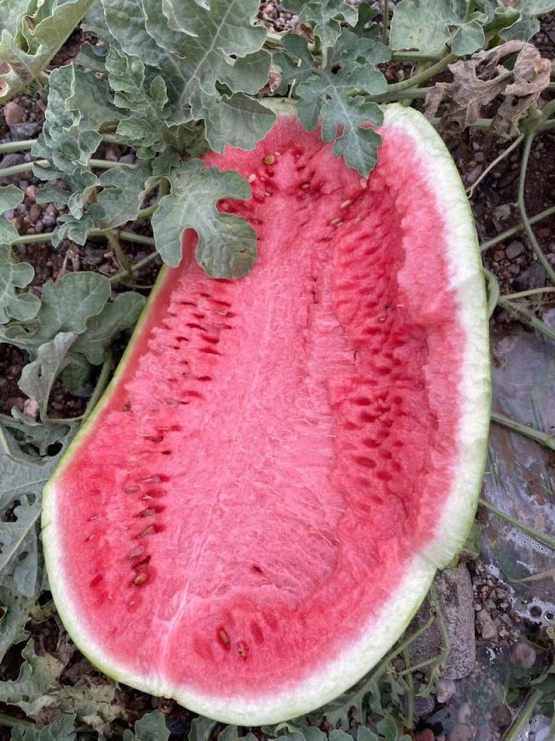 宁夏精品石头瓜