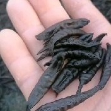 医蛭干品药典规格含量高经得起各种检测
