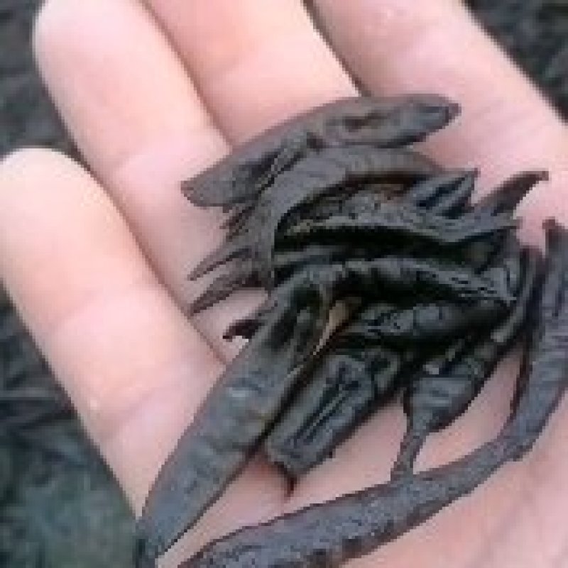 医蛭干品药典规格含量高经得起各种检测