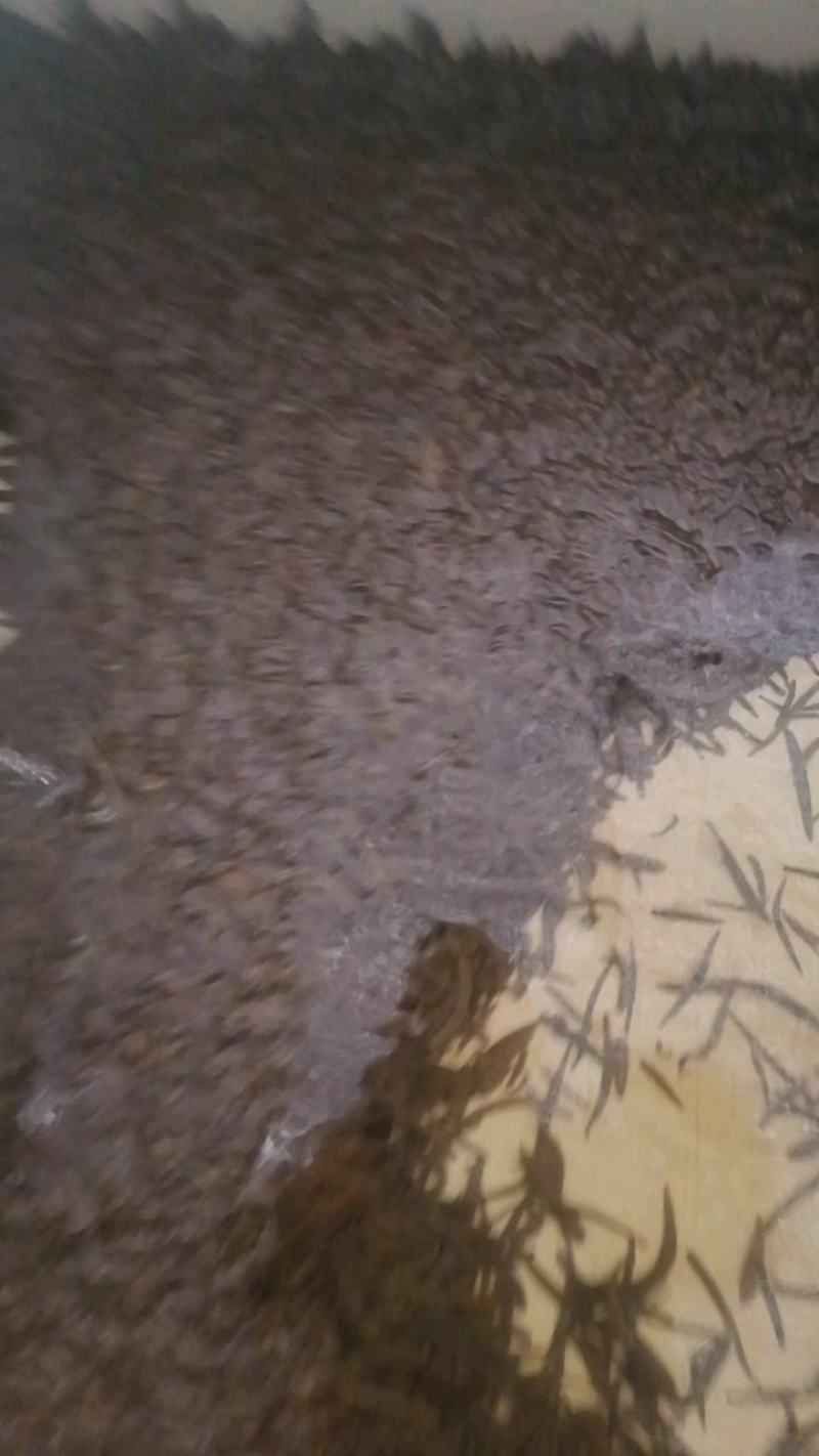 医蛭干品药典规格含量高经得起各种检测