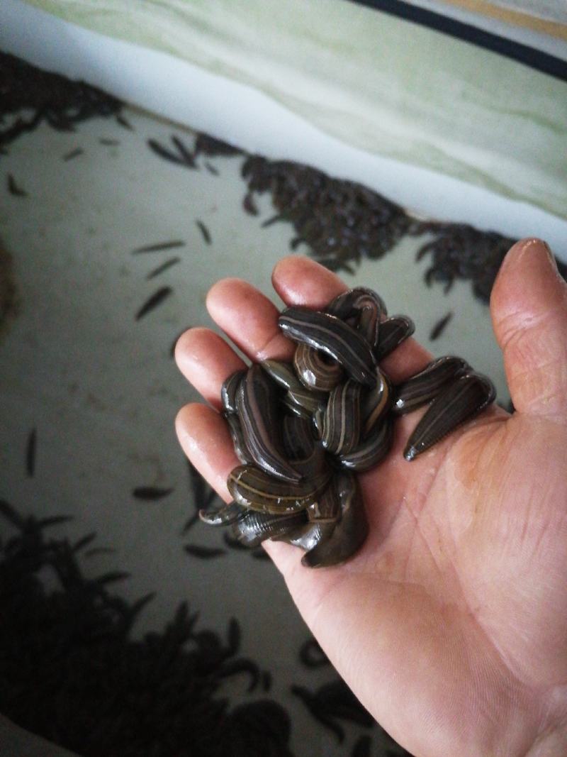 医蛭干品药典规格含量高经得起各种检测