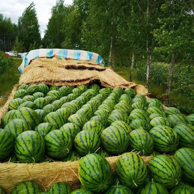 吉林白城陆地地雷西瓜专业代办质量保证糖度高