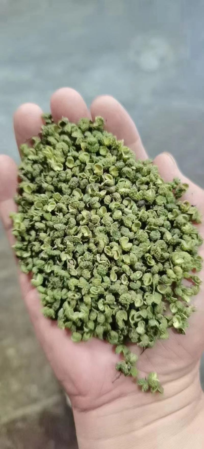 青花椒干货上市了，需要的联系