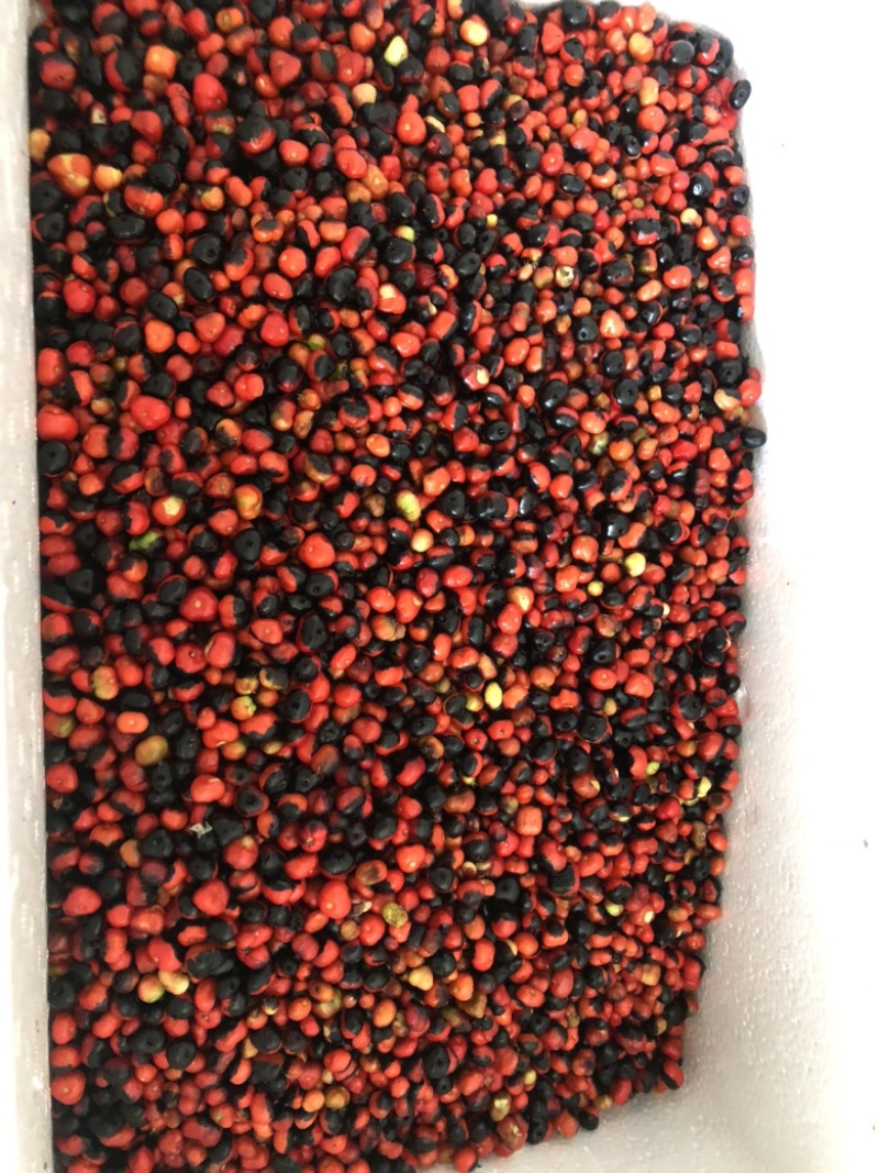 大叶竹节参鲜籽