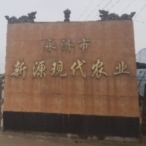 中油20