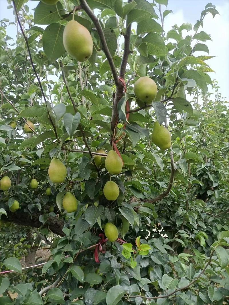 河北红香酥梨大量供应中，产地直发，一手货源，质量好