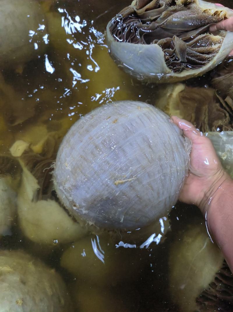 黑毛肚牛百叶黑千层叶片浓密量大厂家直销一手