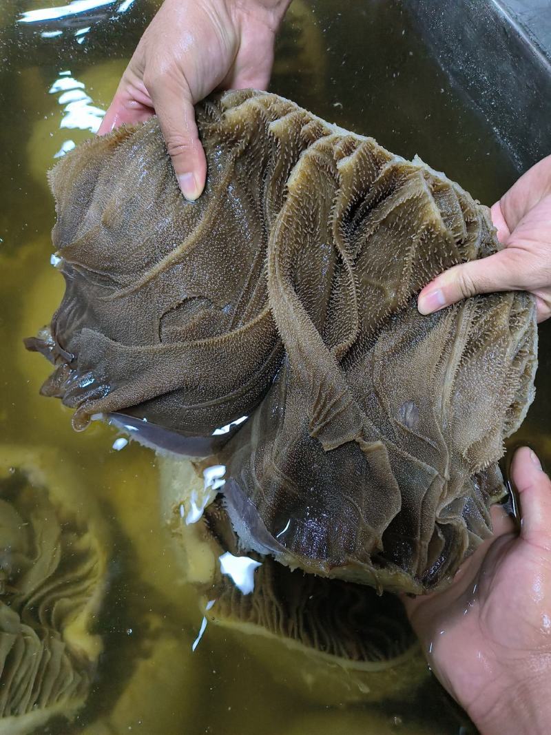 黑毛肚牛百叶黑千层叶片浓密量大厂家直销一手