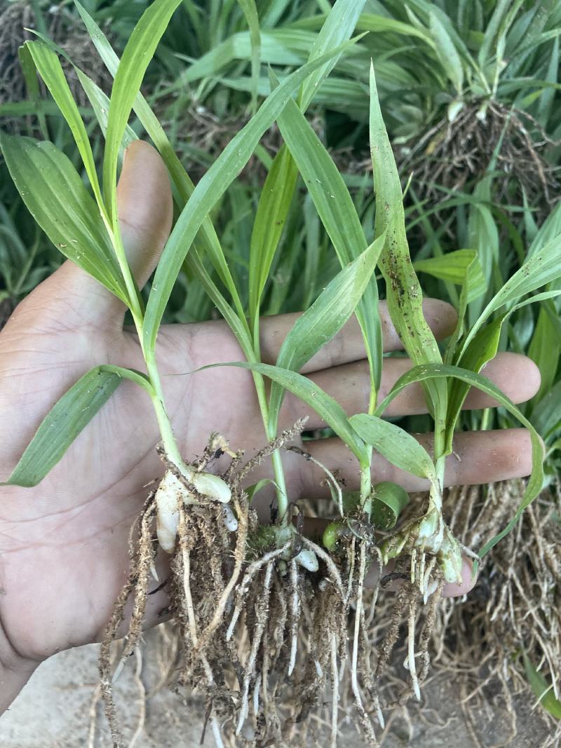 白芨苗，紫花三叉白芨，紫花宽叶三叉白芨基地直供提供技术指