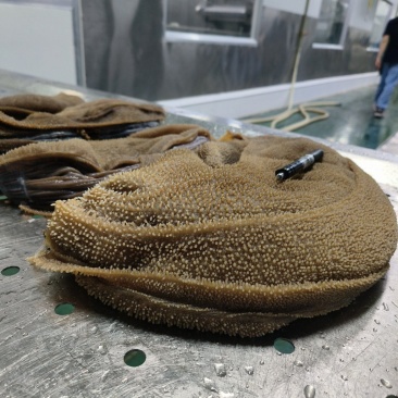 毛肚黄牛大叶片水牛大叶厂家直销一手货源牛毛肚
