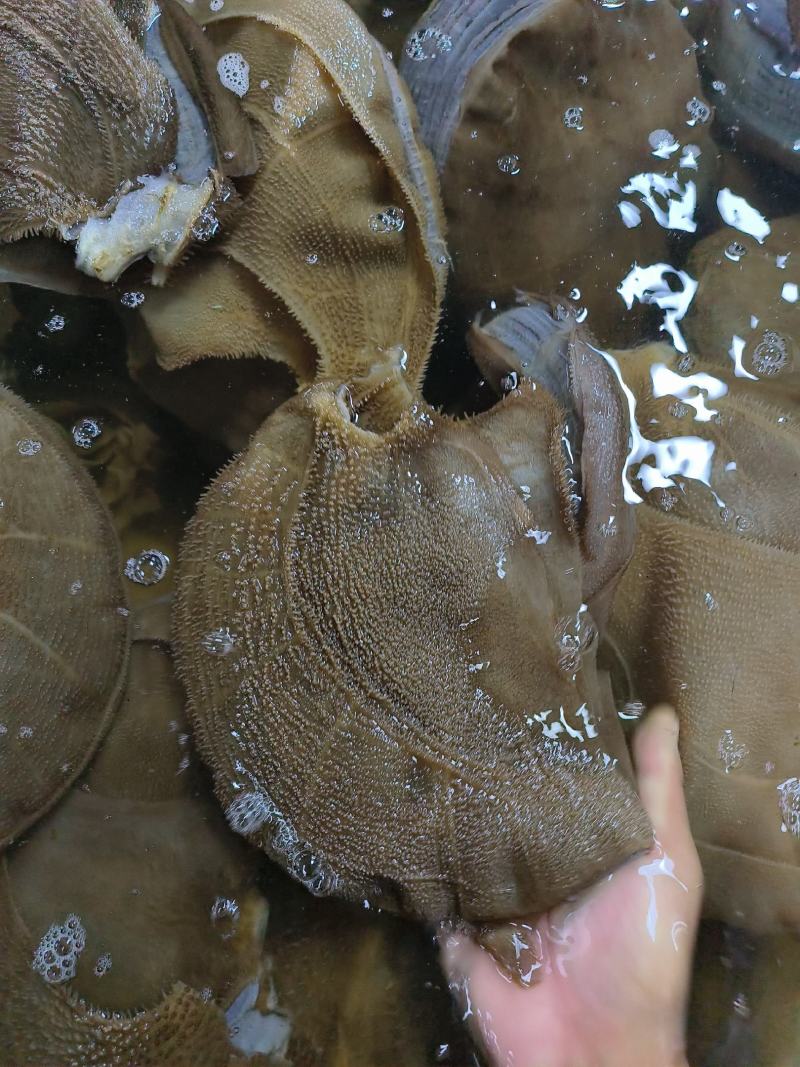 毛肚黄牛大叶片水牛大叶厂家直销一手货源牛毛肚
