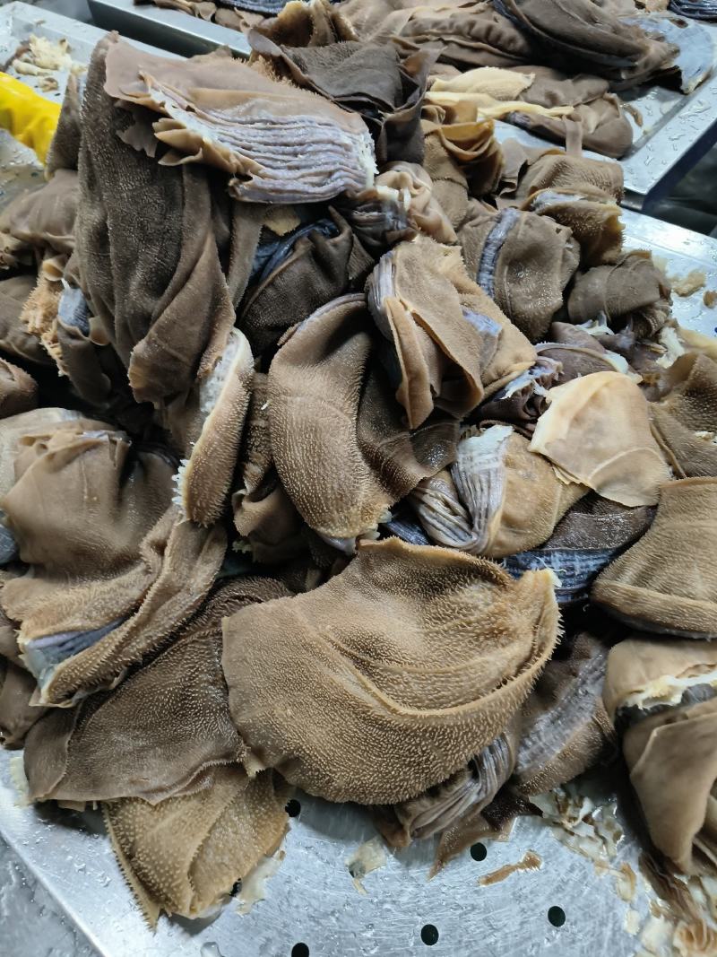 毛肚黄牛大叶片水牛大叶厂家直销一手货源牛毛肚