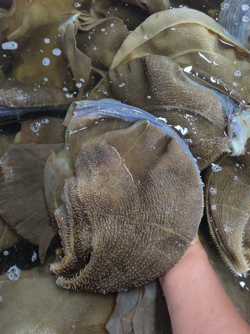 毛肚黄牛大叶片水牛大叶厂家直销一手货源牛毛肚