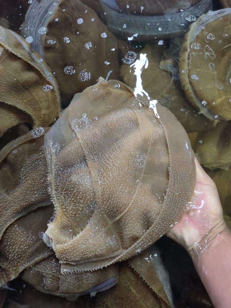 毛肚黄牛大叶片水牛大叶厂家直销一手货源牛毛肚