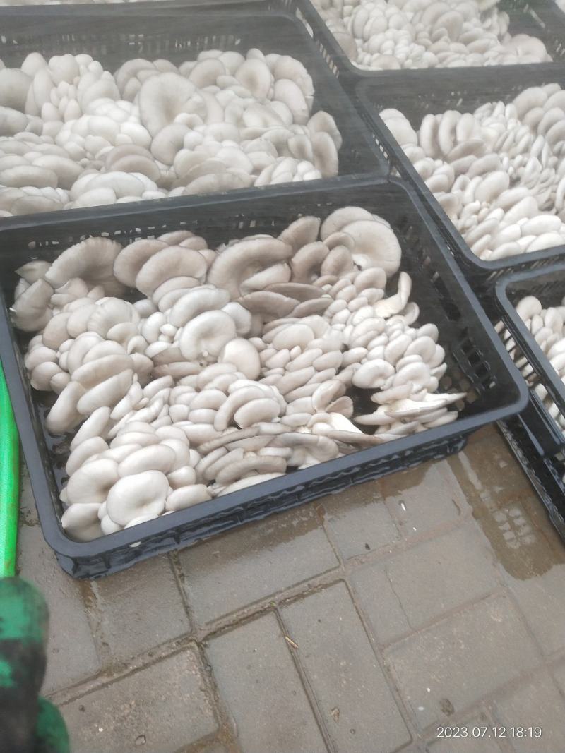 精品蘑菇大叶，中小叶，欢迎各位大佬前来订购