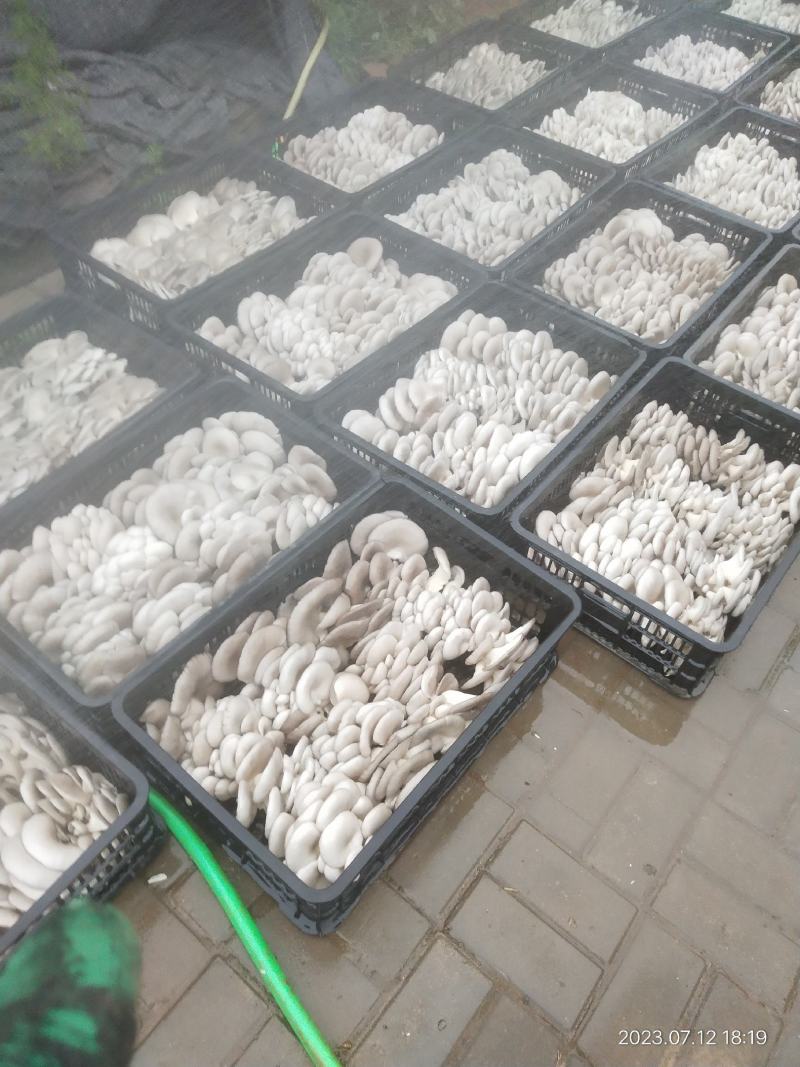 精品蘑菇大叶，中小叶，欢迎各位大佬前来订购