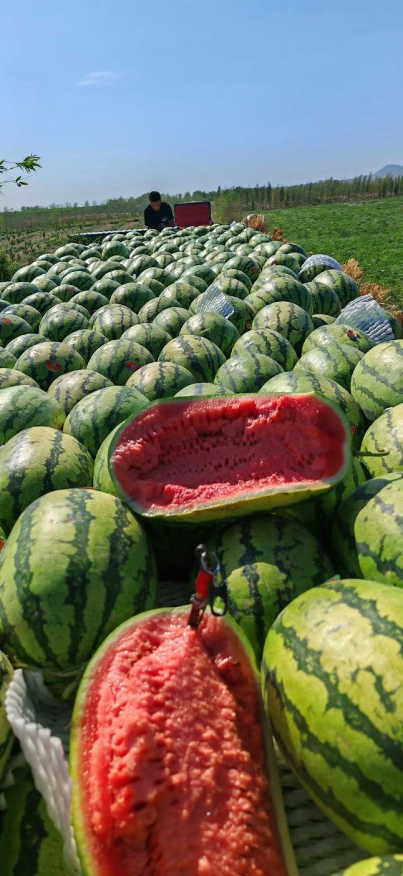 【优选商家】宁夏硒砂瓜产地直发糖度高质量保证可视频看货