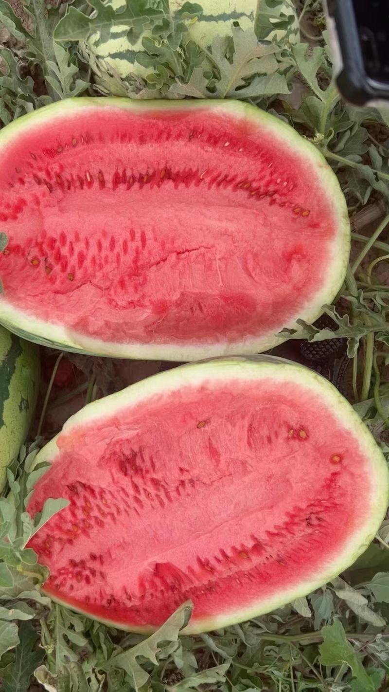 【优选商家】宁夏硒砂瓜产地直发糖度高质量保证可视频看货