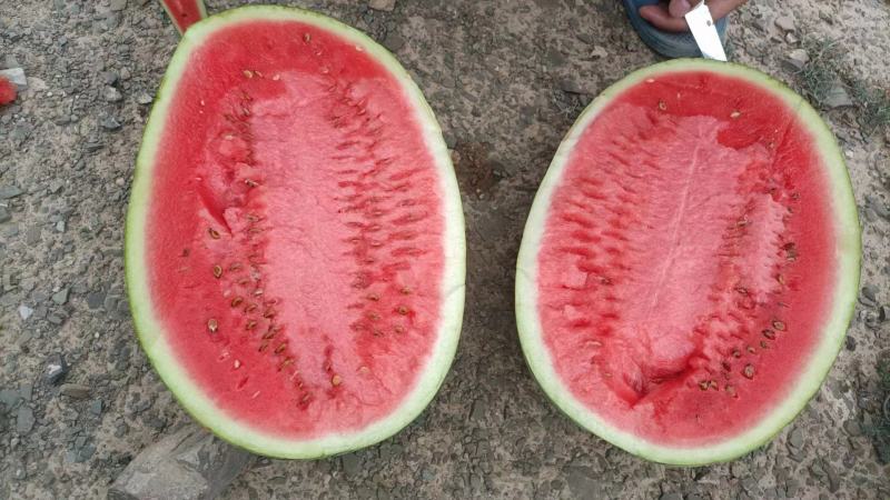 【优选商家】宁夏硒砂瓜产地直发糖度高质量保证可视频看货