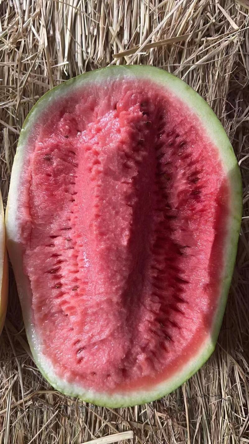 【优选商家】宁夏硒砂瓜产地直发糖度高质量保证可视频看货