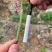 龙盛佳油1号油菜种子胖籽大荚抗倒伏出油率高榨油菜籽种子