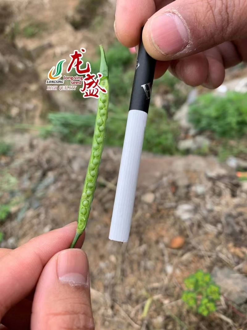 龙盛佳油1号油菜种子胖籽大荚抗倒伏出油率高榨油菜籽种子