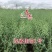 龙盛佳油1号油菜种子胖籽大荚抗倒伏出油率高榨油菜籽种子