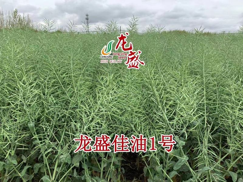 龙盛佳油1号油菜种子胖籽大荚抗倒伏出油率高榨油菜籽种子