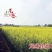 龙盛佳油1号油菜种子胖籽大荚抗倒伏出油率高榨油菜籽种子