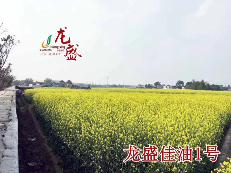 龙盛佳油1号油菜种子胖籽大荚抗倒伏出油率高榨油菜籽种子