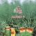 龙盛佳油1号油菜种子胖籽大荚抗倒伏出油率高榨油菜籽种子