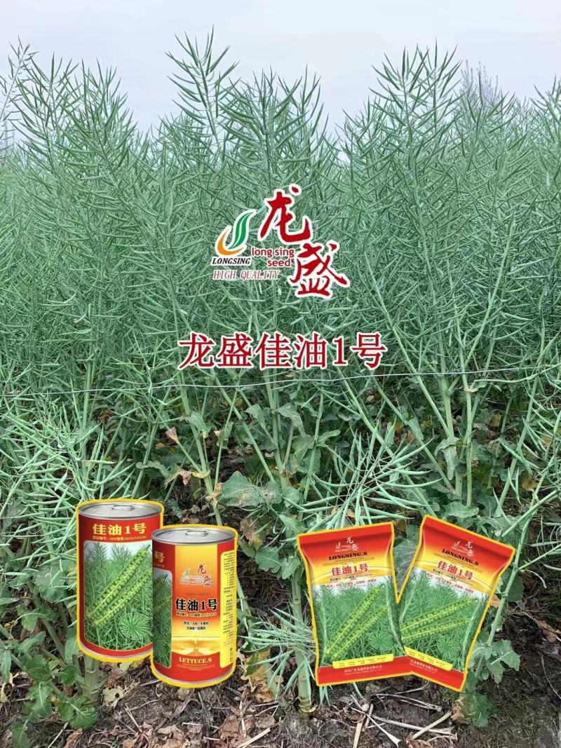 龙盛佳油1号油菜种子胖籽大荚抗倒伏出油率高榨油菜籽种子
